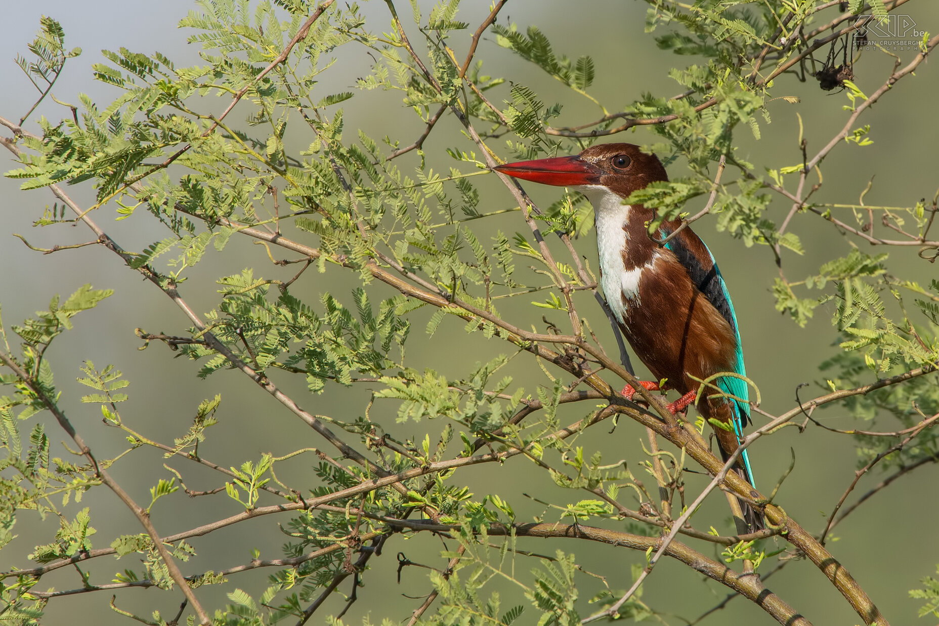 Keoladeo - Smyrna-ijsvogel De mooie en zeer veel voorkomende smyrna-ijsvogel (White-throated kingfishe/Halcyon smyrnensis) in Keoladeo nationaal park.<br />
<br />
 Stefan Cruysberghs